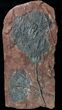 Moroccan Crinoid (Scyphocrinites) Plate #36326-2